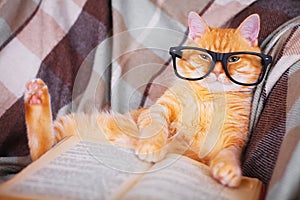 Red cat in glasses lying on sofa with book