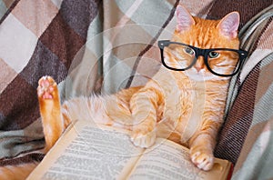 Red cat in glasses lying on sofa with book