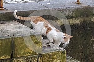 Red cat goes down the stairs