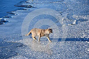 Red cat goes on thin ice of lake Uvildy in late autumn in clear weather, Chelyabinsk region, Russia photo