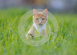 Red cat in the grass