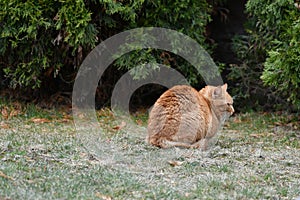 Red cat on the grass. Red green-eyed cat resting on the green grass