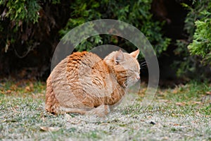 Red cat on the grass. Red green-eyed cat resting on the green grass