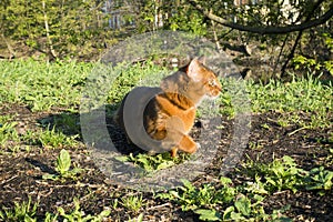 Red cat with green eyes Somali breed walks on green grass