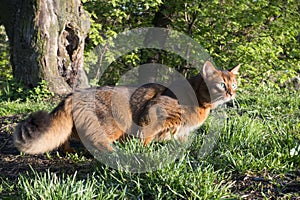 Red cat with green eyes Somali breed walks on green grass