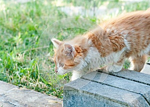 Red cat on green grass in garden in shelter