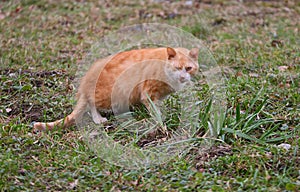 Red cat grimaced at the tasteless grass