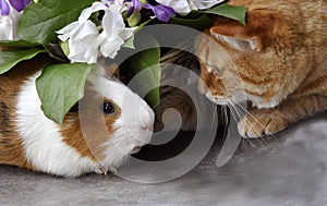 Red cat . Guinea pig.