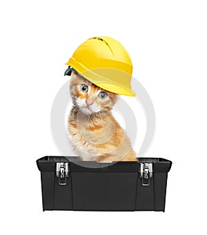 Red cat with helmet in toolbox