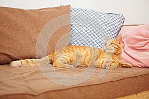 Red cat with impudent look lies on sofa with pillows
