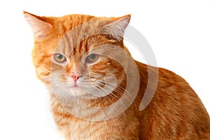 Red cat isolated on a white