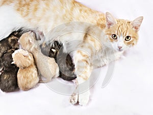 Red cat with kittens
