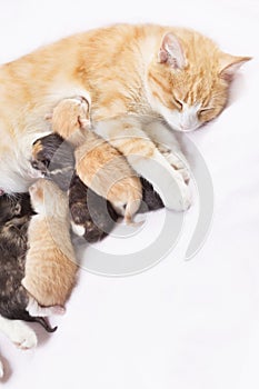 Red cat with kittens