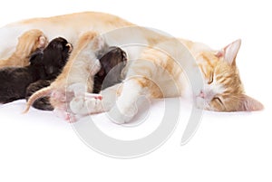 Red cat with kittens