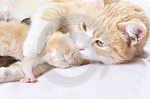 Red cat with kittens