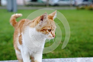 Red cat with large white spots walking on the green lawn