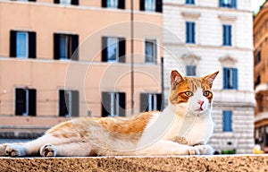 Red Cat on Largo di Torre Argentina Square in Rome, where a lot of Cats traditionally live photo