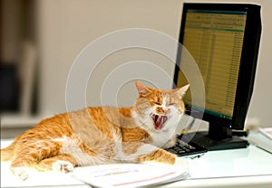 Red Cat Laughs on the computer