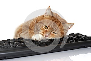Red cat lays on the keyboard photo