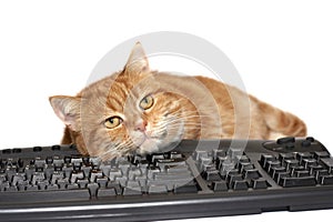 Red cat lays on the keyboard photo