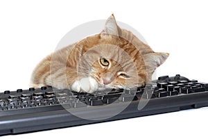 Red cat lays on the keyboard photo