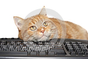 Red cat lays on the keyboard