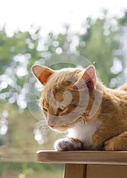 Red cat lies on the background of greenery and evil looks from the underbelly early morning