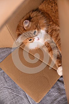 Red cat lies in a cardboard box