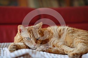Red Cat Lies Down on Sofa