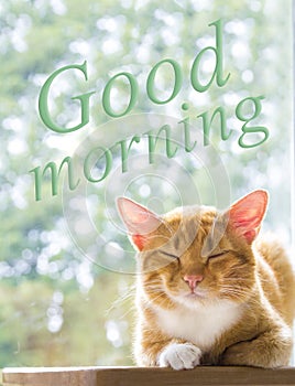 Red cat lies in the early morning with eyes closed from pleasure on the background of green bokeh
