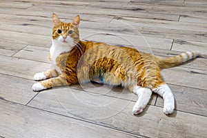 A red cat lies on the floor of a tree and looks into the camera. He is recovering from surgery on internal organs.