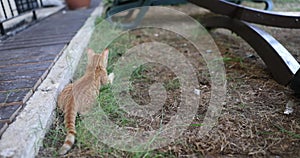 Red cat lies on grass and prepares to hunt mouse