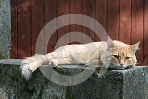 Red cat lies on gray stone