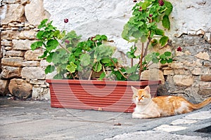 Red cat lies next to the flowers box. Lania village.  Cyprus