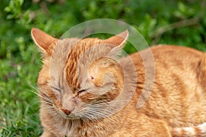 Red cat lies relaxed in the grass and has a tick over the eye on the head