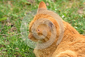 Red cat lies relaxed in the grass and has a tick over the eye on the head