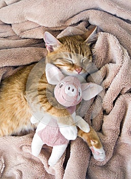 Red cat lies resting paw with a pink pig piggy soft sleep