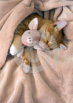 Red cat lies resting with a pink soft toy pig