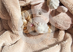 Red cat lies resting with a pink soft toy pig