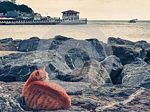 Red cat lies on the rocks against the background of the sea and the pier