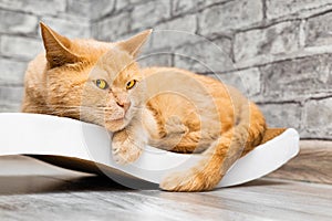 red cat lies on a scratching post.