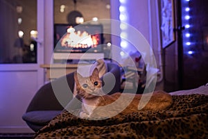 red cat lies on the sofa, against the background of a monitor with a fireplace, in beautiful evening lighting