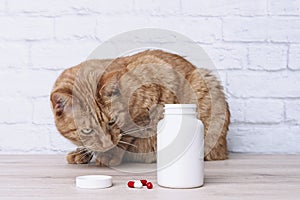 Red cat looking curious to medicine capsules beside a open pill bottle.