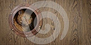 Red cat looking curiously through a porthole.