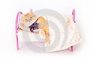 Red cat lying in bed with a thermometer. The concept of veterinary and animal health.