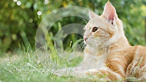 Red cat lying on the green grass outdoors, cute kitten observing garden, pet playing and hunting outdoors