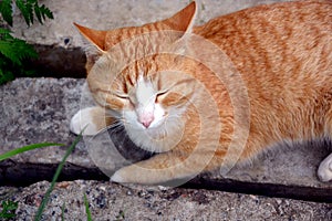 The red cat is lying with his eyes closed on the rocks. A tabby kitten sleeps.