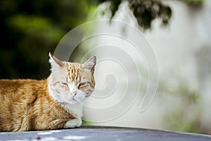 Red cat lying on the roof of a car