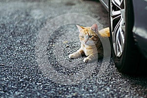 Red cat lying on the street under a car
