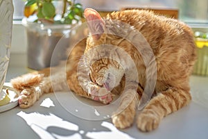 Red cat lying on a white window sill and licking its hind leg, close-up